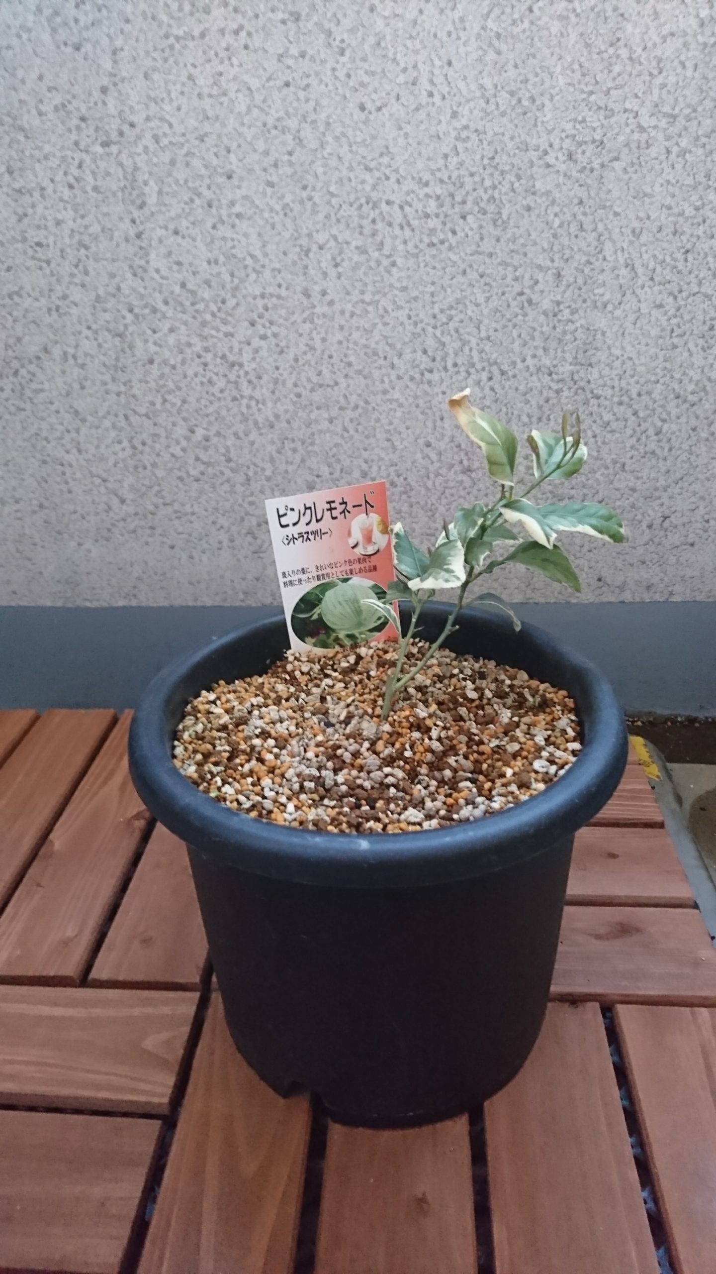 ベランダで冬を越したピンクレモネードの苗
