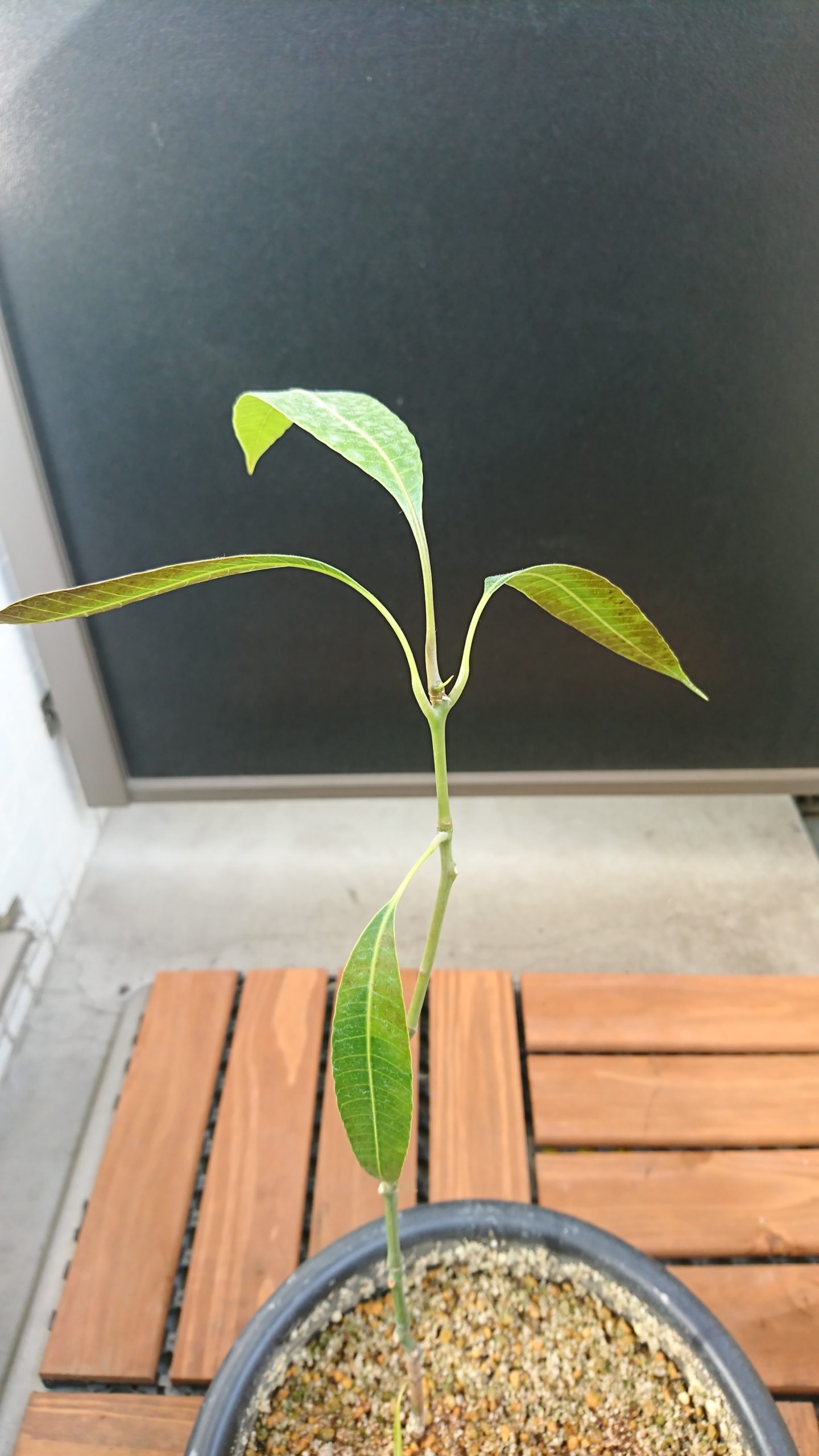 東京マンゴー育て方 葉焼けかもしれない はたらかないブログ