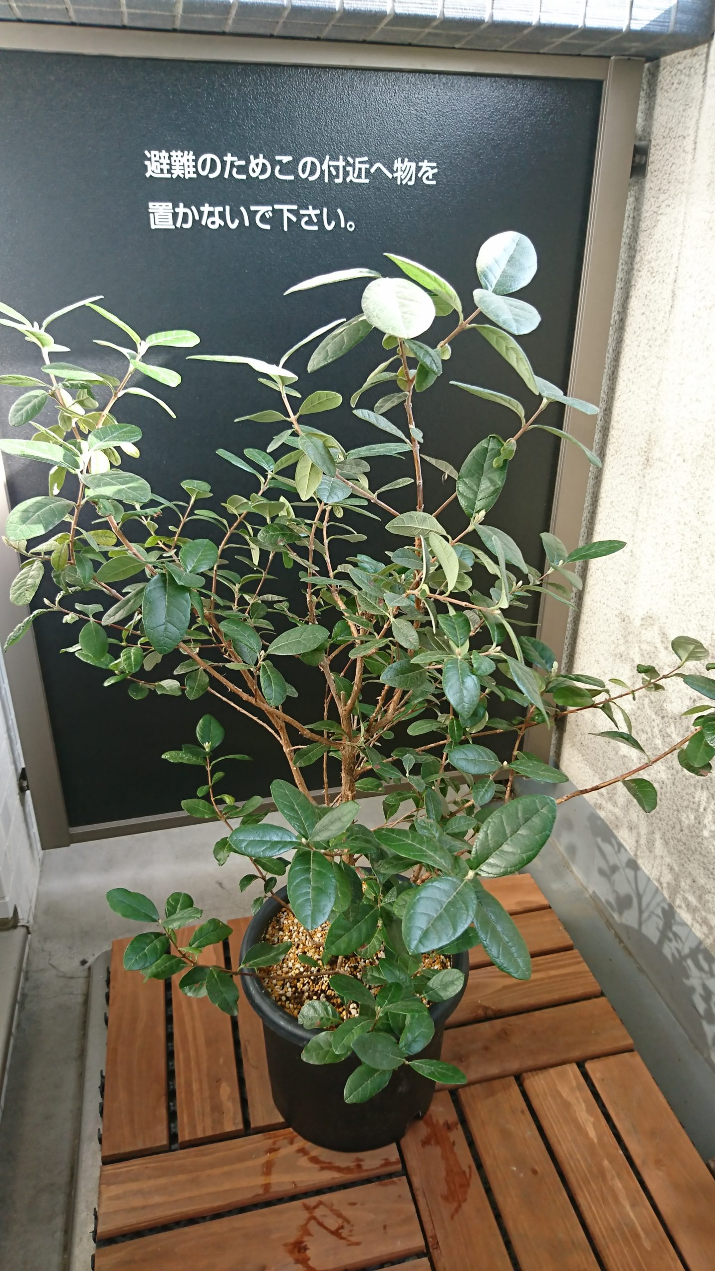 東京のベランダで冬を越したフェイジョアの鉢植え