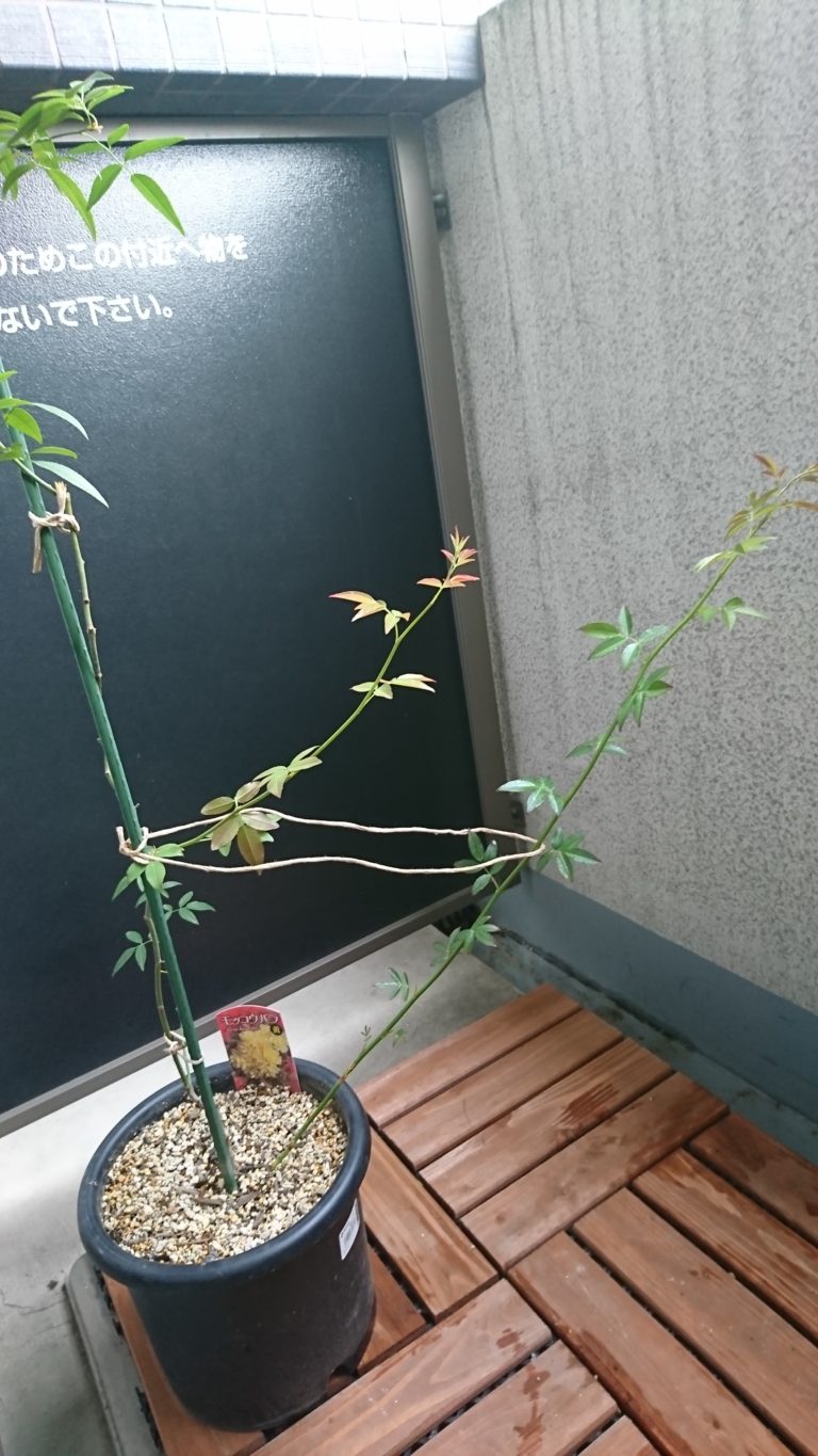 モッコウバラ