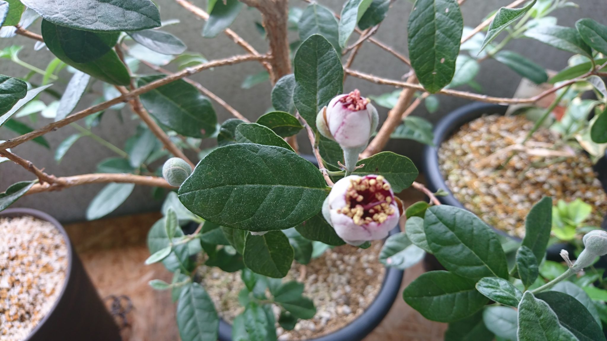 開花直前のフェイジョアの蕾
