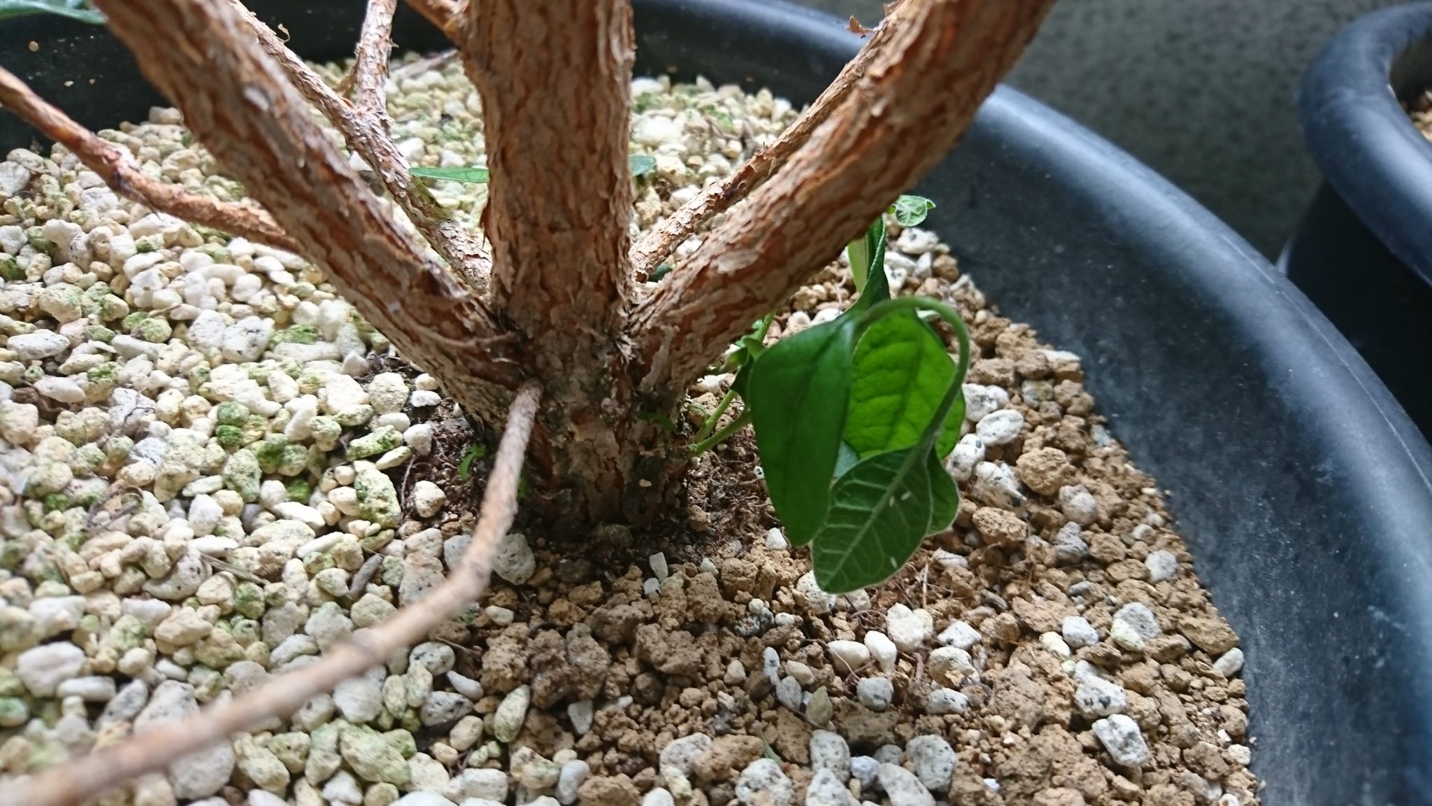水切れで萎れたフェイジョアの葉