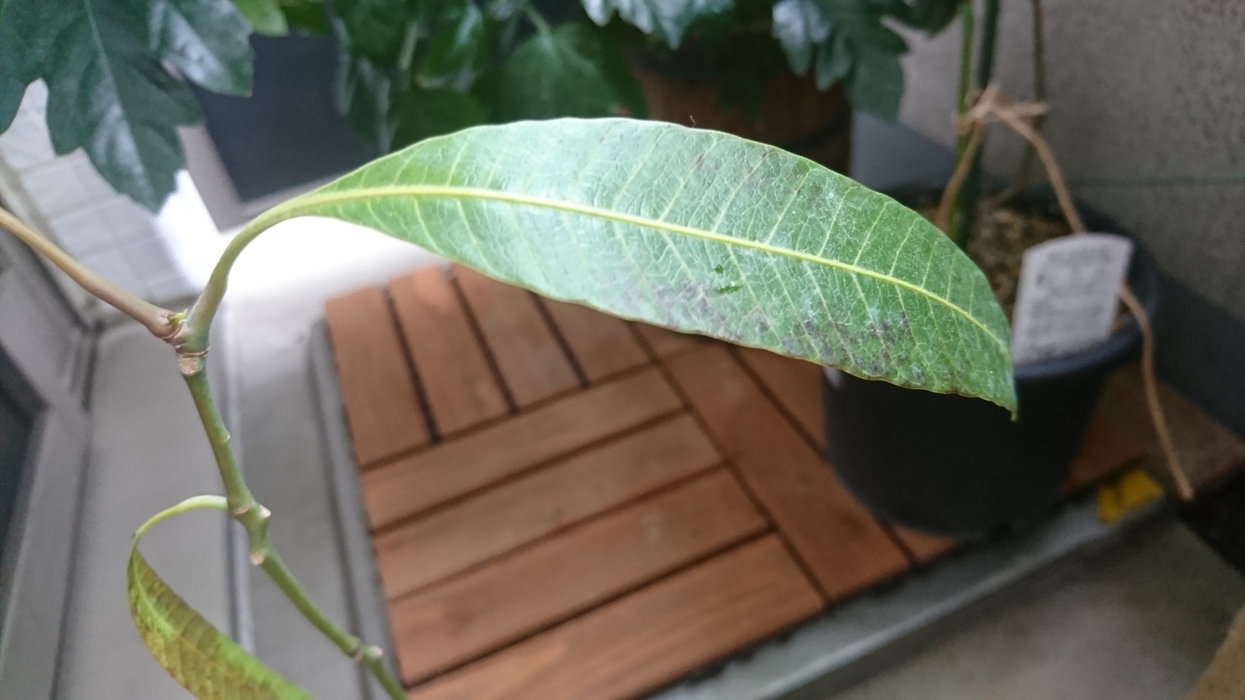 東京マンゴー育て方 葉に斑模様 炭そ病の可能性 はたらかないブログ