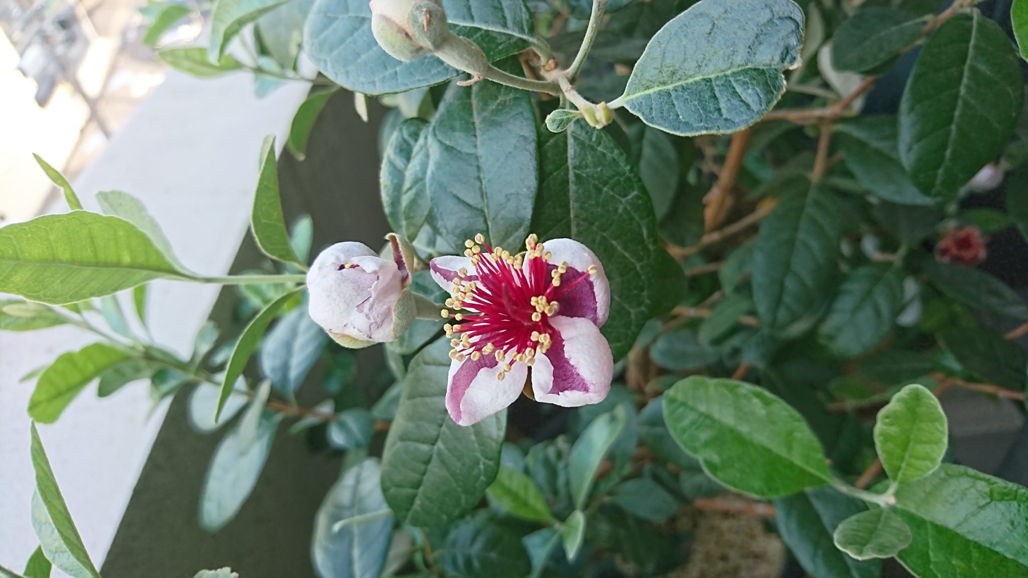 フェイジョアの薄紫の花びらと花粉