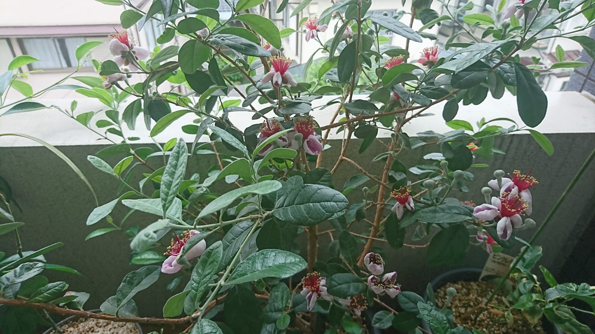 ベランダの鉢植えで咲いたフェイジョアの花