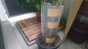 ガジュマルの根っこを増やすための鉢植えの改良