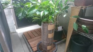 根っこを増やすための改良をした鉢植えのガジュマル