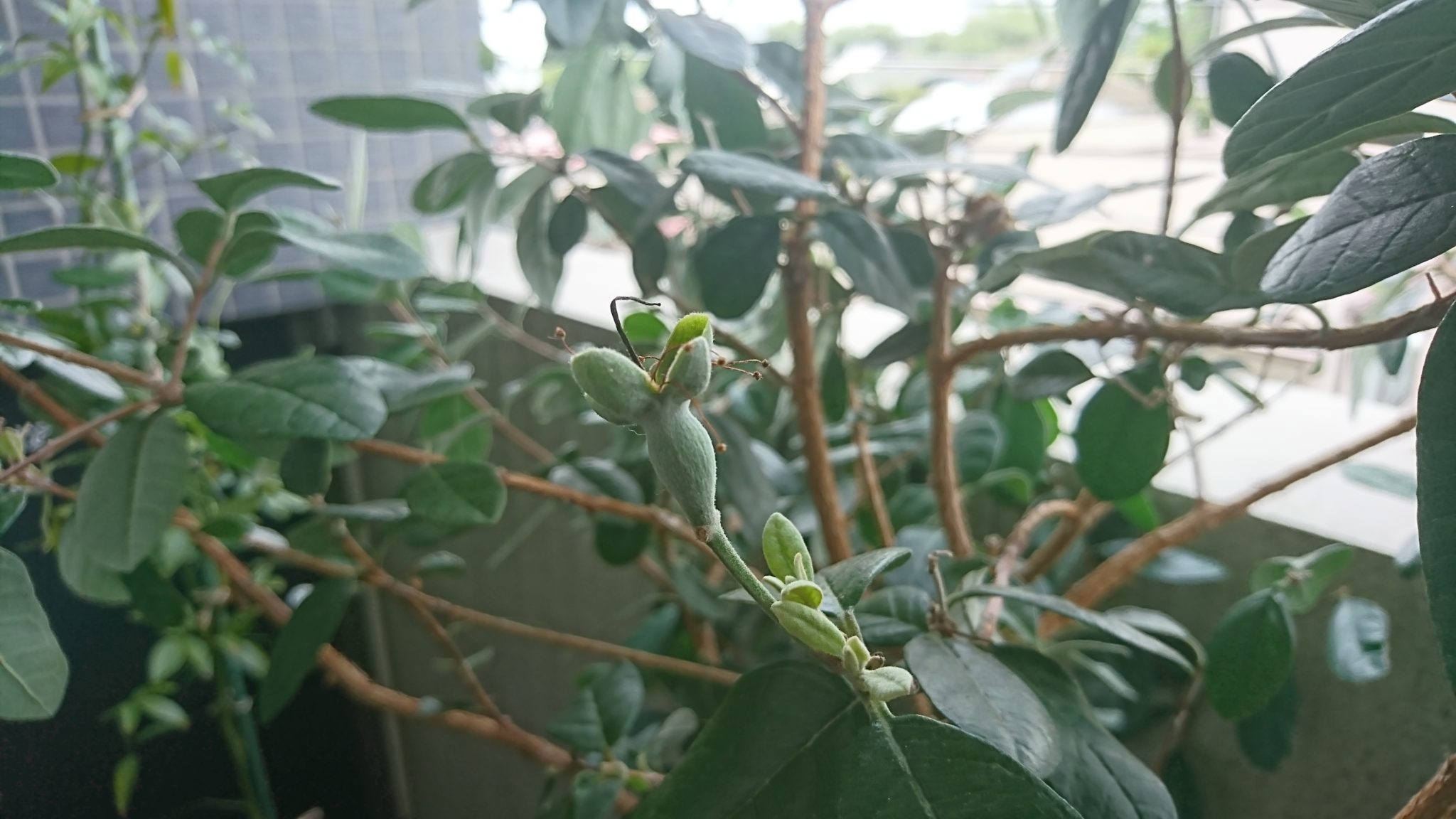 ベランダの鉢植えで膨らんできたフェイジョアの実