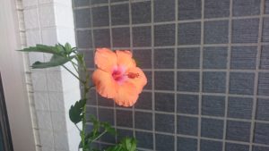 ハイビスカスの花