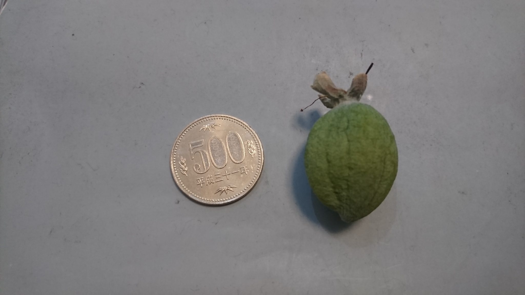 東京のベランダの鉢植えで収穫したフェイジョアの実