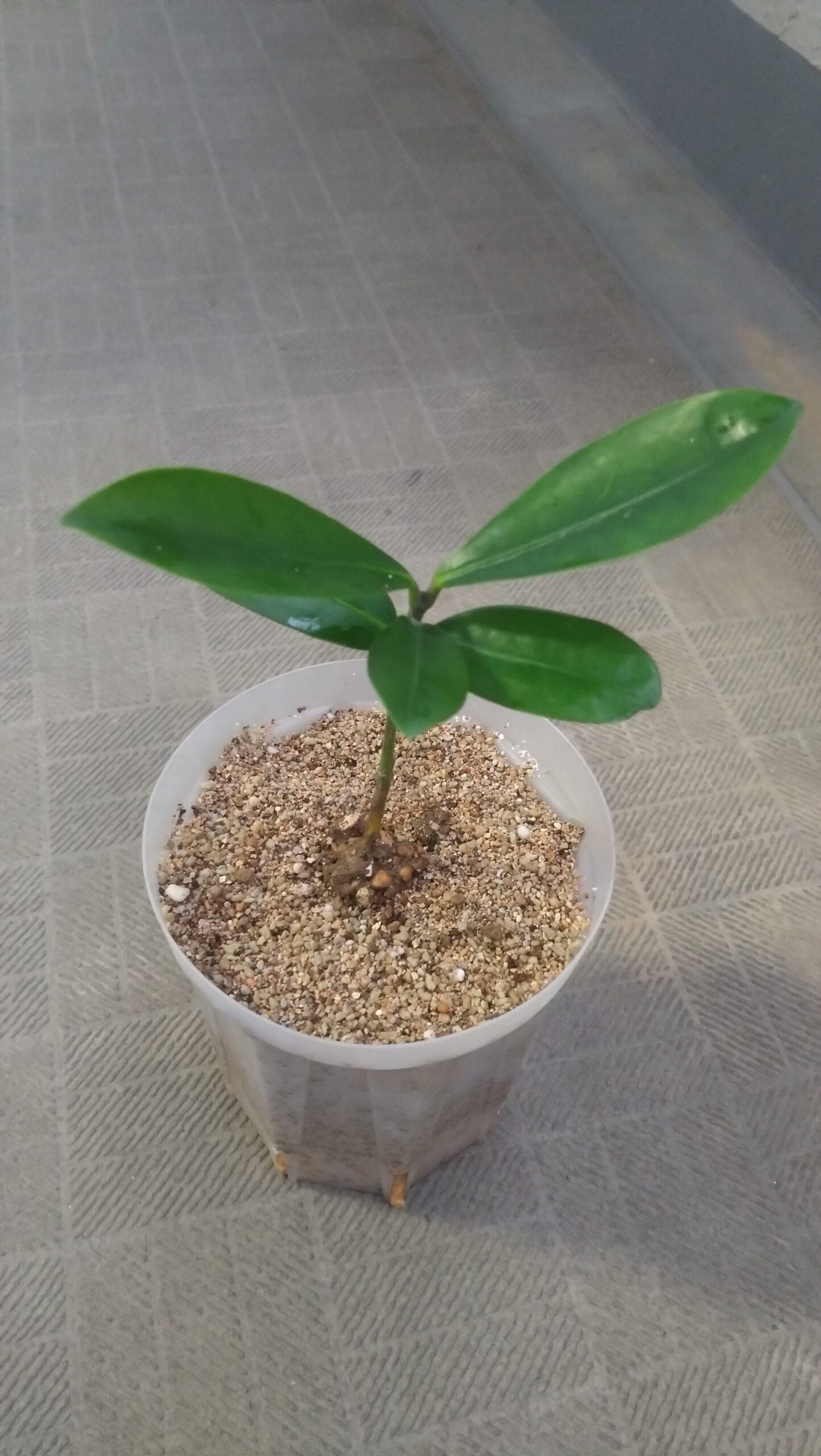 東京のベランダで5号ロングスリット鉢に植え付けたフクギの苗