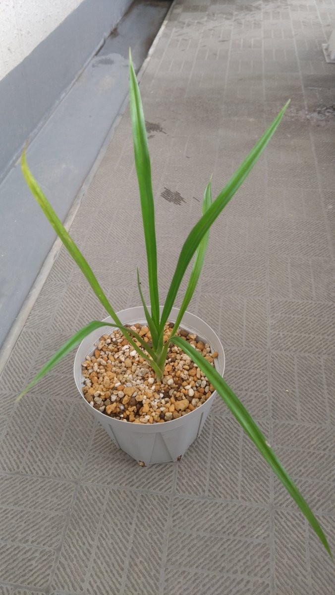 3.5号のスリット鉢に植え付けたばかりのアダンの苗