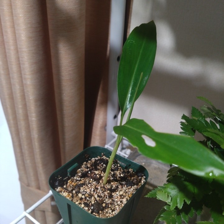 2.5号の緑のスリット鉢に植え付けたばかりの月桃の苗