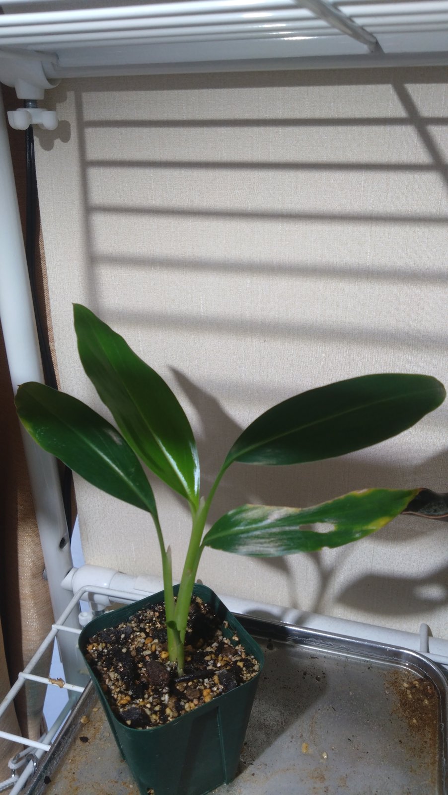 植物用ライトの下で新芽が展開した月桃