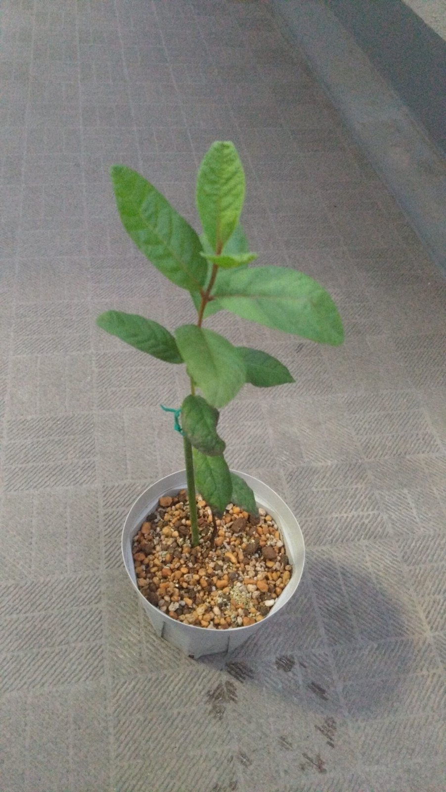3.5号スリット鉢に植え付けたばかりのピンクグアバの苗