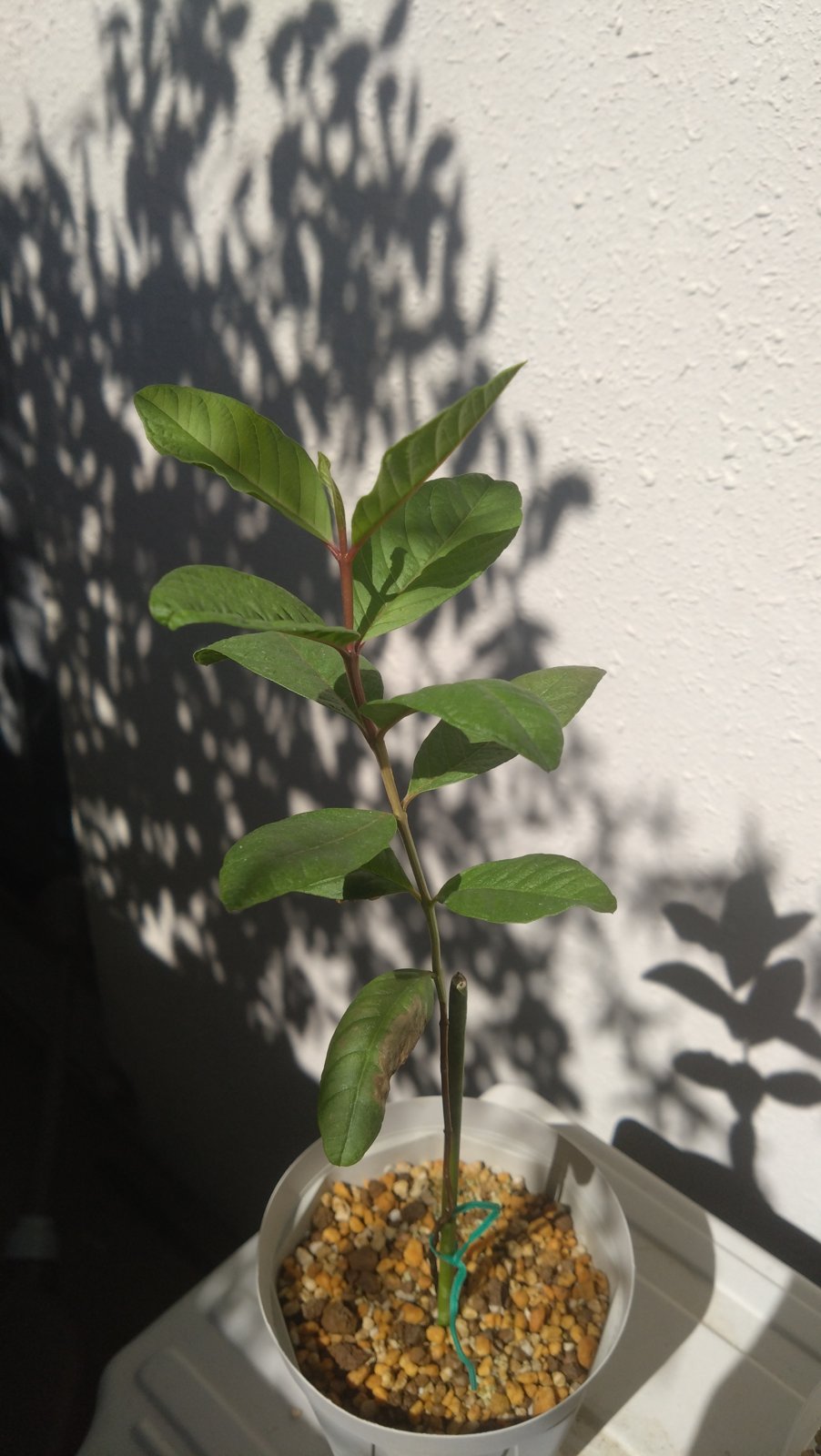 植え付けから約1ヶ月、東京のベランダで育つピンクグアバ