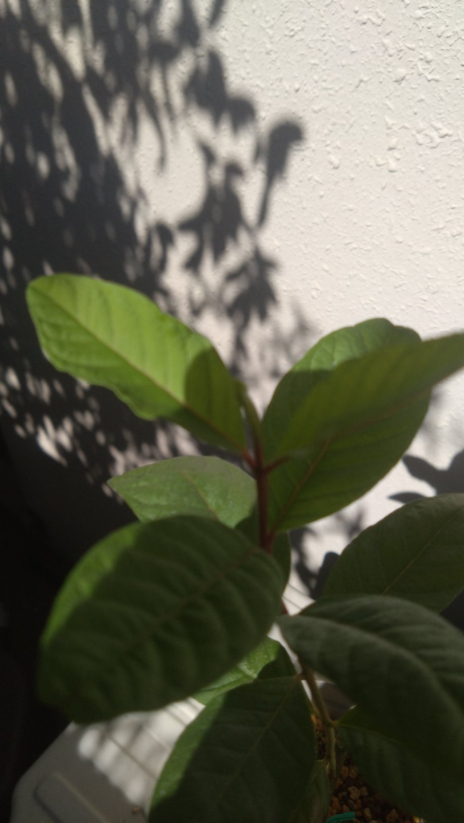 ピンクグアバの先端に出てきた新芽
